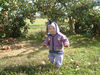 Apples, Apples, Apples..